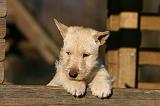 SCOTTISH TERRIER 172